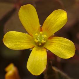 Fotografia da espécie Oxalis corniculata subesp. corniculata