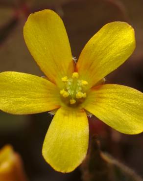 Fotografia 3 da espécie Oxalis corniculata subesp. corniculata no Jardim Botânico UTAD