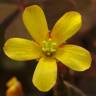 Fotografia 3 da espécie Oxalis corniculata subesp. corniculata do Jardim Botânico UTAD