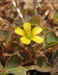 Oxalis corniculata subesp. corniculata