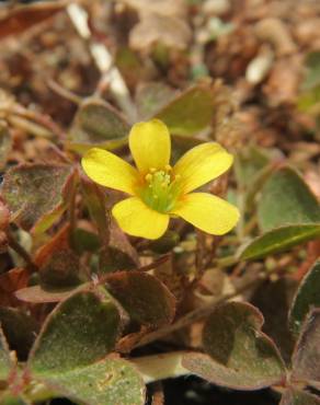Fotografia 1 da espécie Oxalis corniculata subesp. corniculata no Jardim Botânico UTAD