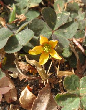 Fotografia 6 da espécie Oxalis corniculata subesp. corniculata no Jardim Botânico UTAD