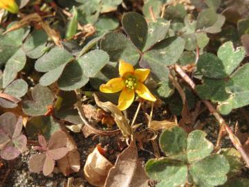 Fotografia da espécie Oxalis corniculata subesp. corniculata