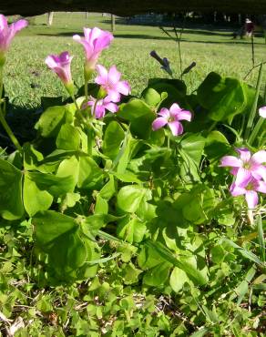 Fotografia 4 da espécie Oxalis debilis var. corymbosa no Jardim Botânico UTAD