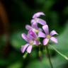 Fotografia 5 da espécie Oxalis debilis var. corymbosa do Jardim Botânico UTAD