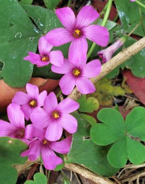 Fotografia 6 da espécie Oxalis debilis var. corymbosa no Jardim Botânico UTAD