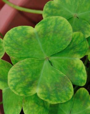 Fotografia 7 da espécie Oxalis debilis var. corymbosa no Jardim Botânico UTAD