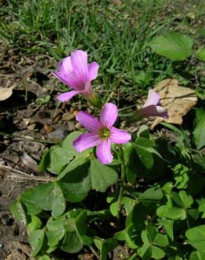 Fotografia 8 da espécie Oxalis debilis var. corymbosa no Jardim Botânico UTAD