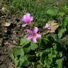 Fotografia 8 da espécie Oxalis debilis var. corymbosa do Jardim Botânico UTAD