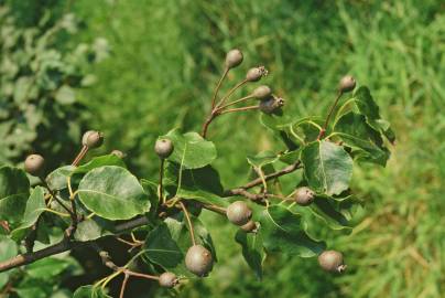 Fotografia da espécie Pyrus cordata