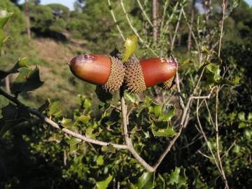 Fotografia da espécie Quercus coccifera