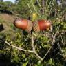 Fotografia 6 da espécie Quercus coccifera do Jardim Botânico UTAD