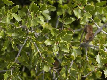 Fotografia da espécie Quercus coccifera