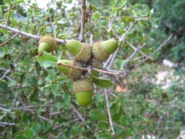 Fotografia da espécie Quercus coccifera