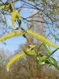 Fotografia da espécie Salix alba