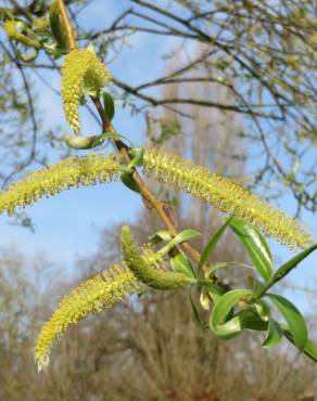 Fotografia 3 da espécie Salix alba no Jardim Botânico UTAD