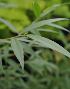 Fotografia 4 da espécie Salix alba no Jardim Botânico UTAD