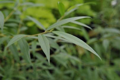 Fotografia da espécie Salix alba