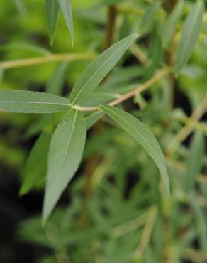 Fotografia 5 da espécie Salix alba no Jardim Botânico UTAD