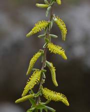 Fotografia da espécie Salix alba