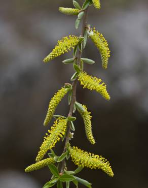 Fotografia 1 da espécie Salix alba no Jardim Botânico UTAD