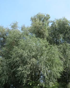 Fotografia 6 da espécie Salix alba no Jardim Botânico UTAD