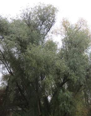 Fotografia 7 da espécie Salix alba no Jardim Botânico UTAD