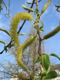 Fotografia da espécie Salix alba