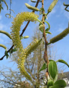 Fotografia 8 da espécie Salix alba no Jardim Botânico UTAD