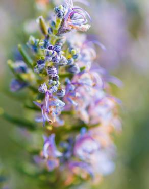 Fotografia 6 da espécie Rosmarinus officinalis var. officinalis no Jardim Botânico UTAD