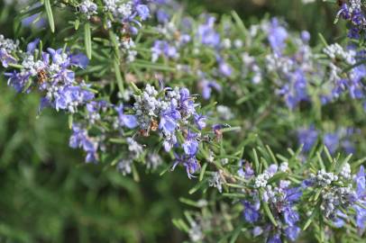 Fotografia da espécie Rosmarinus officinalis var. officinalis