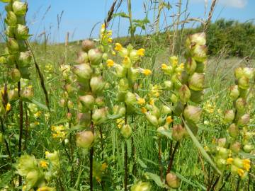 Fotografia da espécie Rhinanthus minor