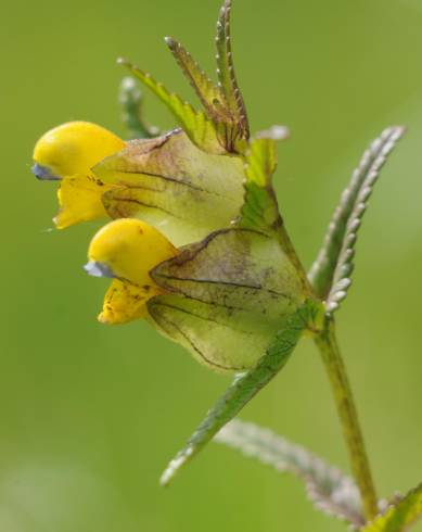 Fotografia de capa Rhinanthus minor - do Jardim Botânico