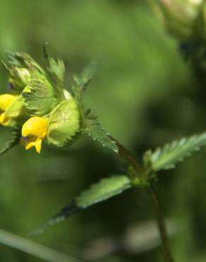 Fotografia 7 da espécie Rhinanthus minor no Jardim Botânico UTAD