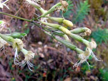 Fotografia da espécie Silene nutans subesp. nutans