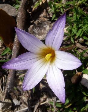 Fotografia 10 da espécie Romulea bulbocodium var. bulbocodium no Jardim Botânico UTAD