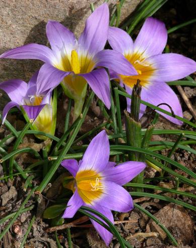 Fotografia de capa Romulea bulbocodium var. bulbocodium - do Jardim Botânico