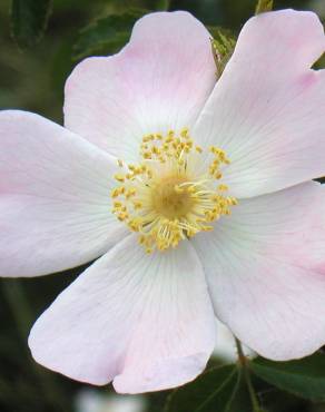 Fotografia 5 da espécie Rosa pouzinii no Jardim Botânico UTAD