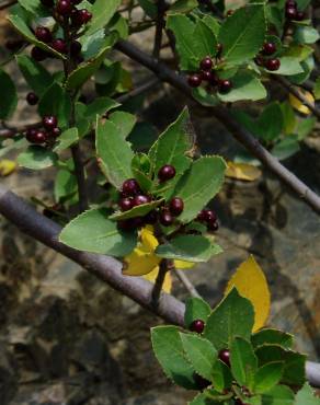 Fotografia 7 da espécie Rhamnus alaternus no Jardim Botânico UTAD