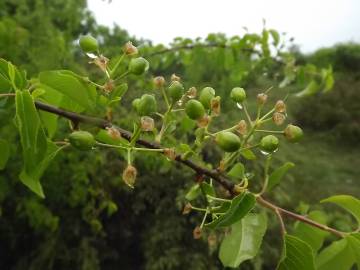 Fotografia da espécie Rhamnus alaternus