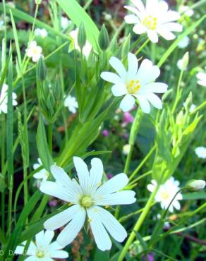 Fotografia 4 da espécie Stellaria graminea no Jardim Botânico UTAD