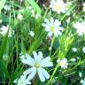 Fotografia 4 da espécie Stellaria graminea do Jardim Botânico UTAD