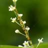 Fotografia 7 da espécie Reynoutria japonica do Jardim Botânico UTAD