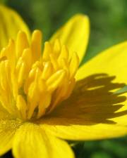 Fotografia da espécie Ranunculus ficaria