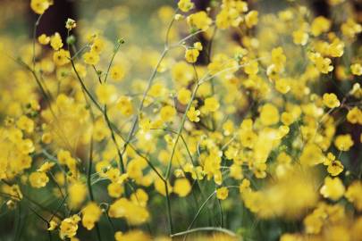 Fotografia da espécie Ranunculus repens