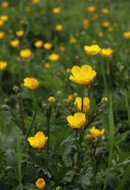 Fotografia da espécie Ranunculus repens