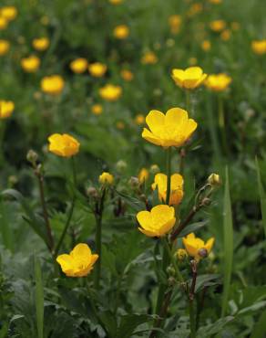 Fotografia 3 da espécie Ranunculus repens no Jardim Botânico UTAD