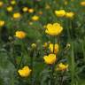 Fotografia 3 da espécie Ranunculus repens do Jardim Botânico UTAD