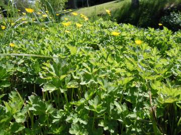 Fotografia da espécie Ranunculus repens