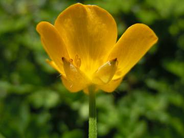 Fotografia da espécie Ranunculus repens